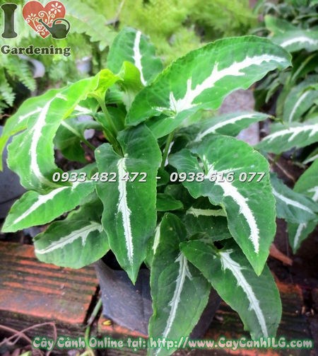 Cây trầu bà xanh sọc trắng cao 20cm trồng trong chậu nhỏ trang trí nội thất