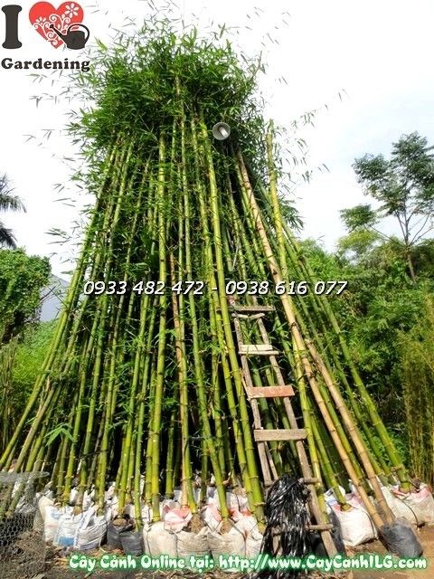 Cây tre lớn cao 6m – kích thước công trình tại ILG
