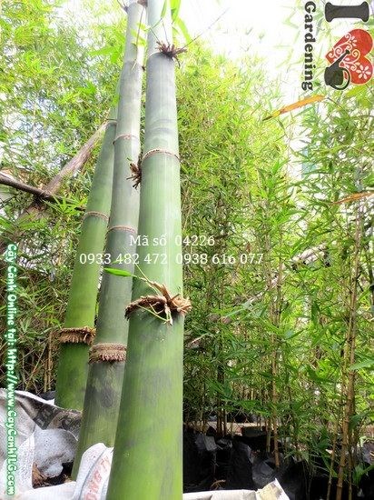 Thân và lá cây tre măng cao 2m
