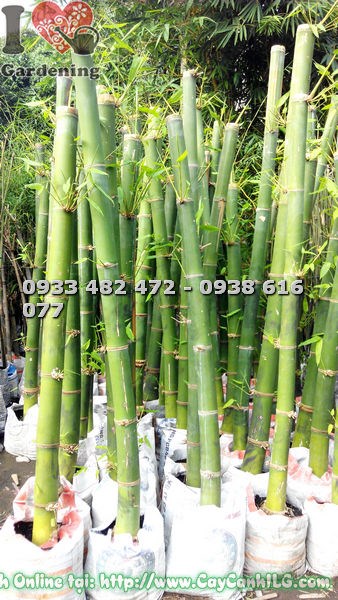 Dịch vụ vận chuyển cây tre măng tận nhà ILG