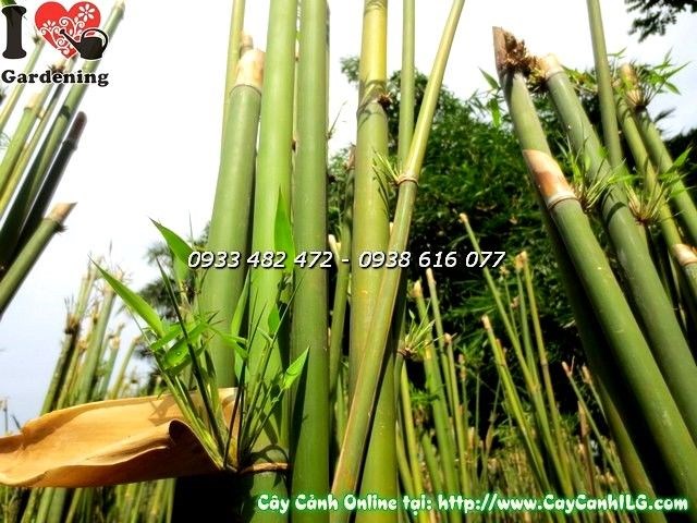Cây trúc cần câu xanh tươi được chăm sóc đúng cách