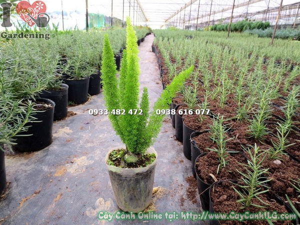 Mẹo chăm sóc cây trúc đuôi chồn xanh tốt và ra chồi mới