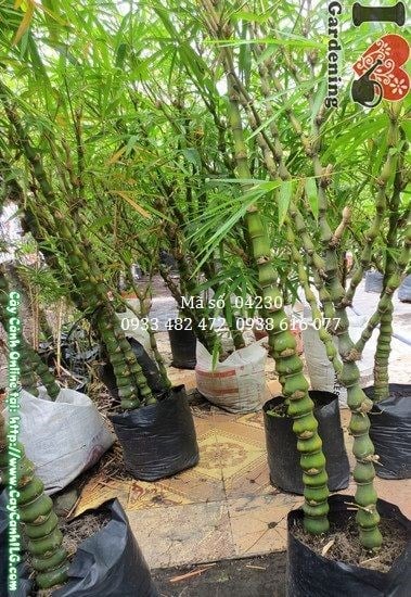 Cây trúc quan âm bụi 2 cây cao 1,2m – dáng bụi cân đối, thân đốt tròn xanh đẹp