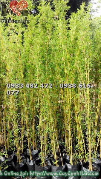 Cây trúc quân tử trong chậu trang trí nội thất sảnh văn phòng