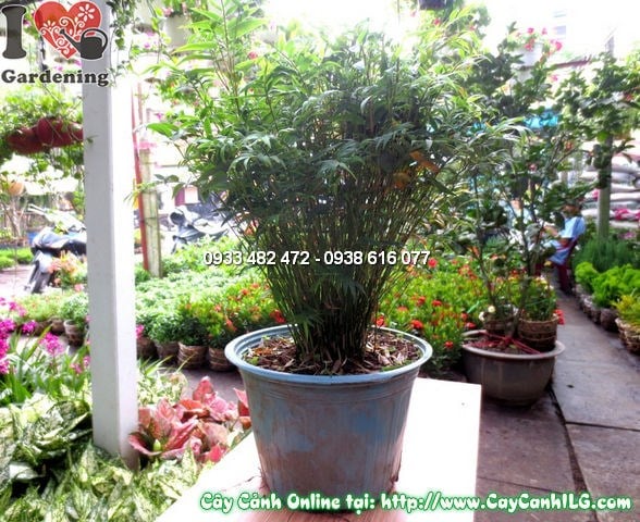 Bụi cây trúc tăm cao 35cm - thân mảnh lá xanh mướt