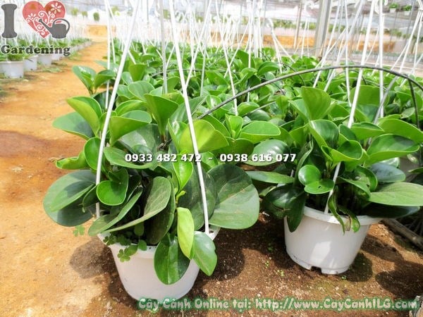 cây trường sinh chậu treo cao 25cm – dáng cây xanh mát treo trang trí nội thất