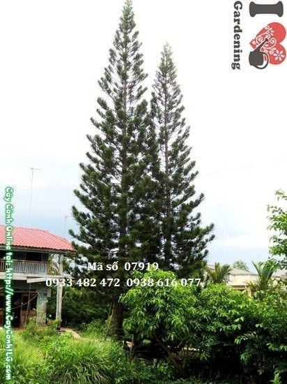 Tán cây tùng bách cổ thụ xanh tươi đặc trưng
