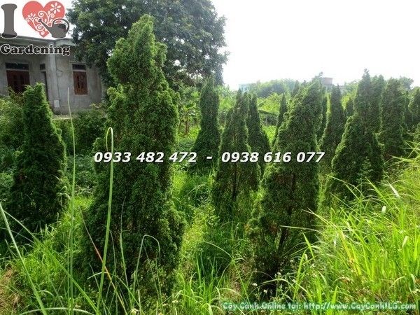 Cây Tùng Búp cao 1m5 – cây cảnh xanh đẹp tại ILG