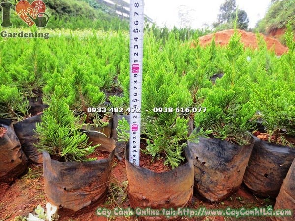 Cây tùng cối bonsai dáng đẹp phong thủy