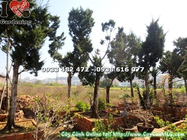 Cây tùng cổ thụ Ms 19958 – dáng cây cảnh quan công trình