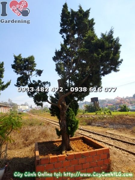 Cây tùng cổ thụ Ms 19958 – vẻ đẹp trường tồn theo năm tháng