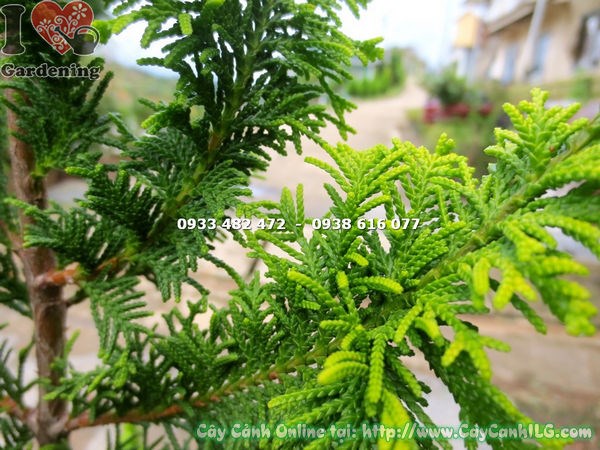 cây tùng kim cương ms 13573 lá kim xanh đậm