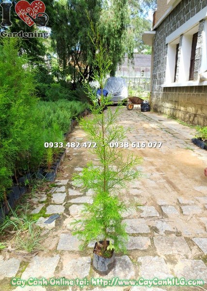 Cây tùng liễu giống 1m – thân cây thẳng, bộ tán xanh mướt