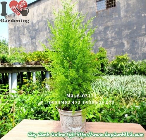 Cây tùng thơm cao 30cm dáng tháp tự nhiên, lá xanh pha vàng