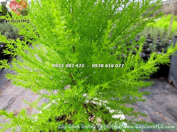 cây tùng thơm cao 40cm trang trí sảnh và lối vào