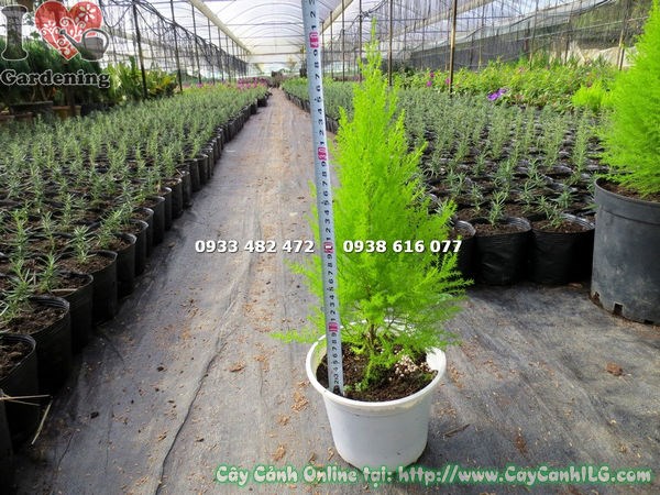 chăm sóc cây tùng thơm cao 40cm