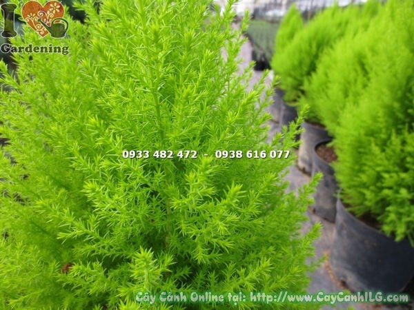 Hàng cây tùng thơm xanh đẹp tại vườn ILG