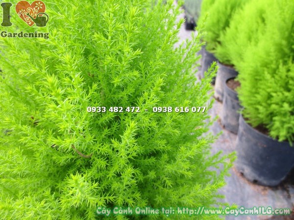 Cây tùng thơm khỏe mạnh, lá xanh đậm bóng