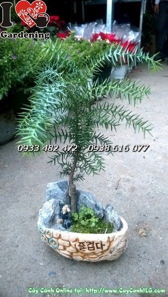 Cây tùng tiểu cảnh - dáng cây thanh thoát, tán lá xanh mướt