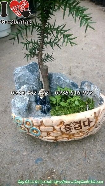 Cây tùng tiểu cảnh xanh tươi, thích hợp trang trí cảnh quan công trình