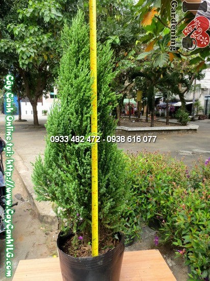Đặc điểm lá và cành cây tùng xà – lá dạng dải xanh đậm