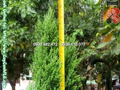 Cây tùng xà trồng trang trí cảnh quan sân vườn