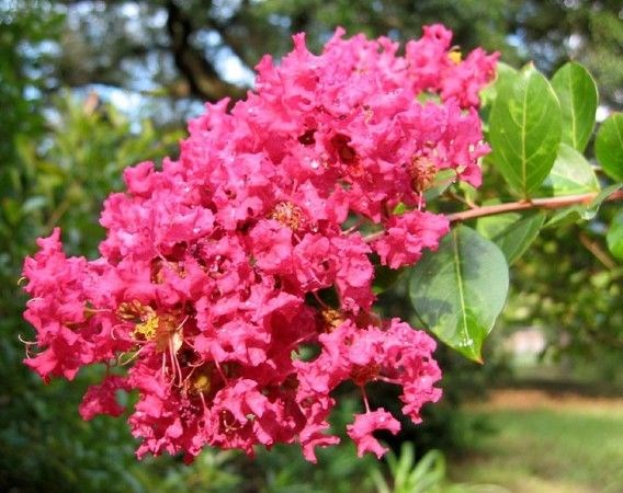 Hoa tường vi đỏ đẹp rực rỡ mùa hè