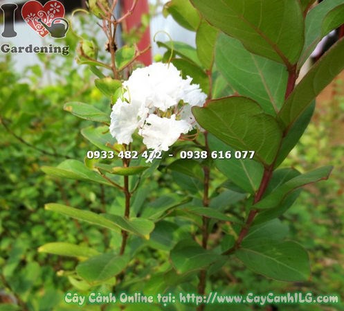 Cây tường vi hoa trắng cao 80cm – Ms 18261