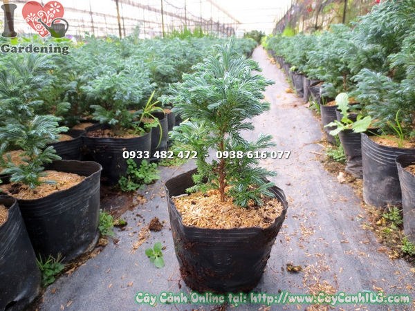 Cây tuyết tùng cao 20cm Ms 13654 tại ILG