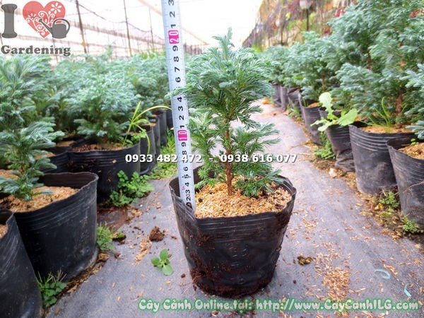 Cây tuyết tùng giống cao 20cm lá kim xanh đậm