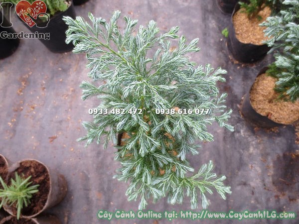 cây tuyết tùng 30cm dáng tháp xanh đẹp