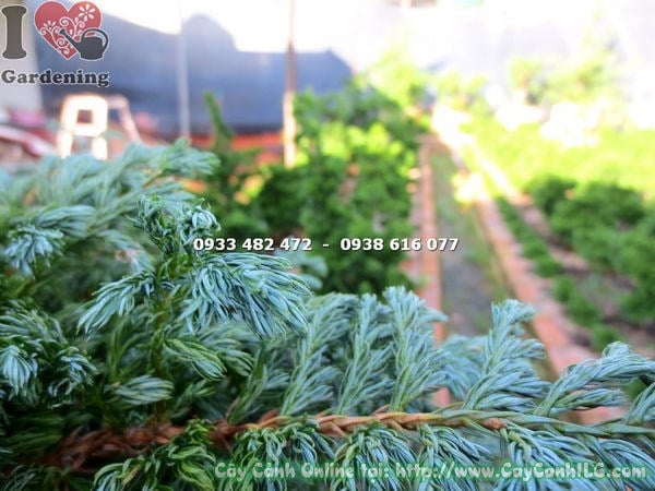 Cây Tuyết Tùng xanh tươi khỏe mạnh