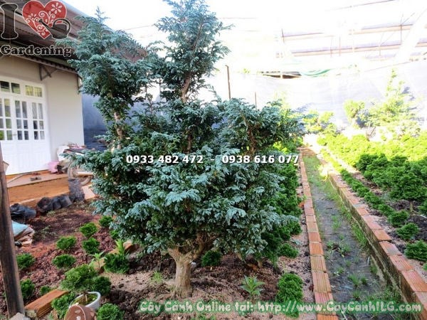Đặc điểm lá và thân cây Tuyết Tùng gốc lớn hiếm
