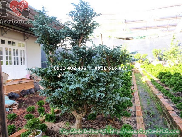 Cây Tuyết Tùng bonsai gốc lớn dáng đẹp
