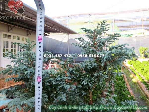 Vườn cây Tuyết Tùng ILG đẹp, chất lượng cao