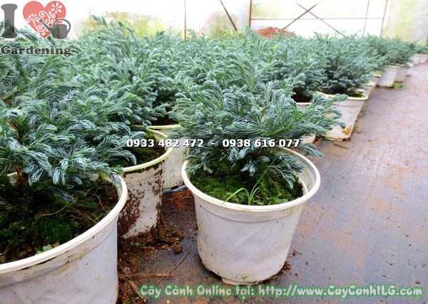Cây Tuyết Tùng Nhật cao 18cm lộ trình phát triển