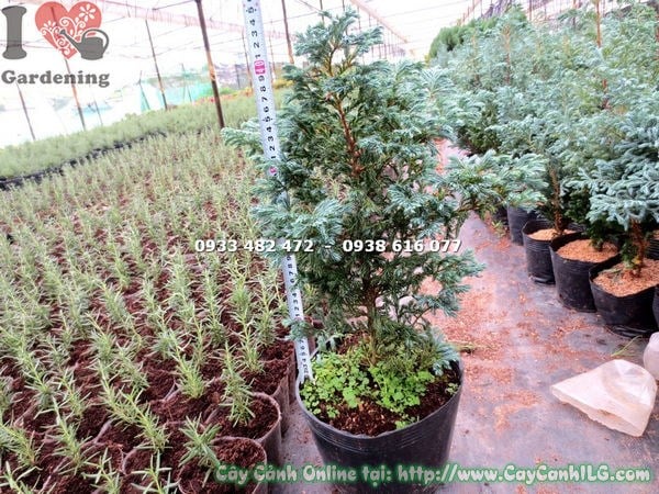 Đặc điểm lá cây tuyết tùng nhật cao 40cm
