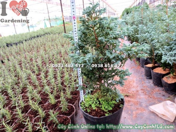 Chăm sóc cây tuyết tùng nhật cao 40cm