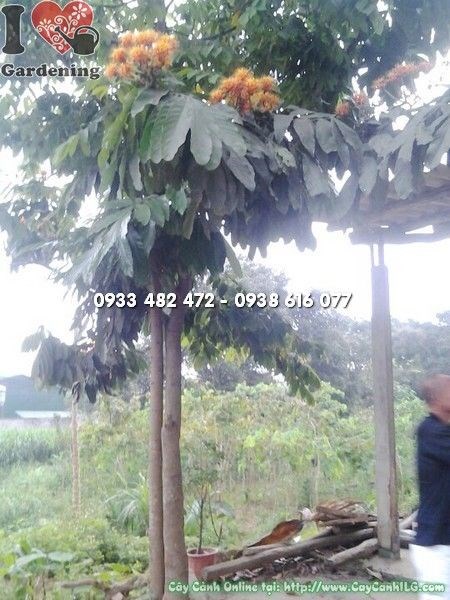 cây vàng anh cao 3m – thân cây vững chắc tại vườn ILG