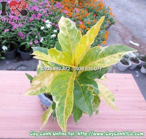 Cây vàng bạc cao 25cm trồng thảm lá màu trang trí sân vườn