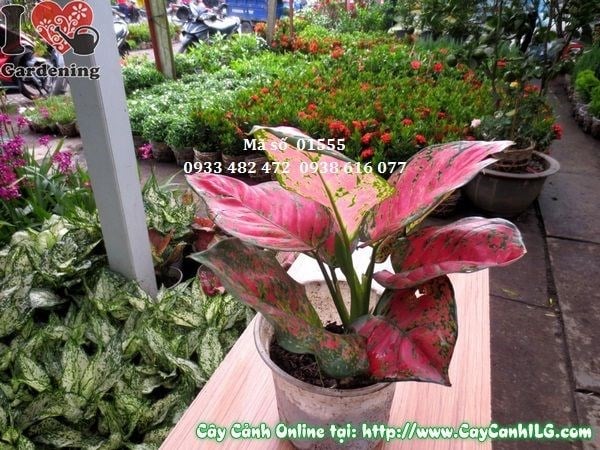 Cây vạn lộc bụi 2 cây cao 20cm tại vườn ILG