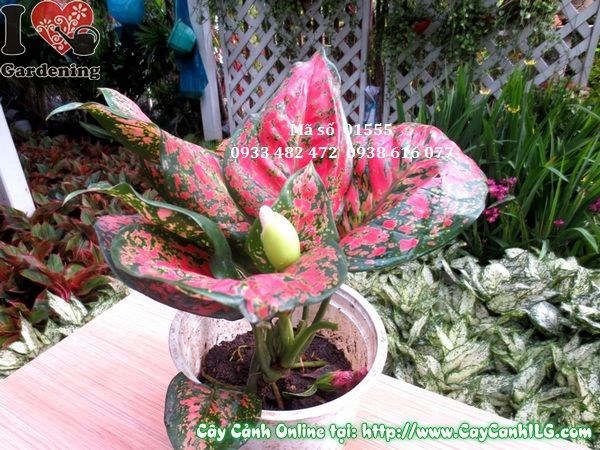 Cây vạn lộc trồng trang trí sân vườn