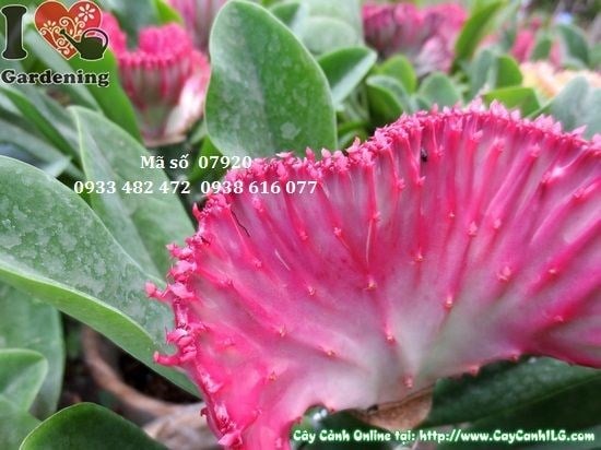 Cây vạn lý trường thành cao 20cm – xương rồng mọng nước dễ trồng trang trí nội thất