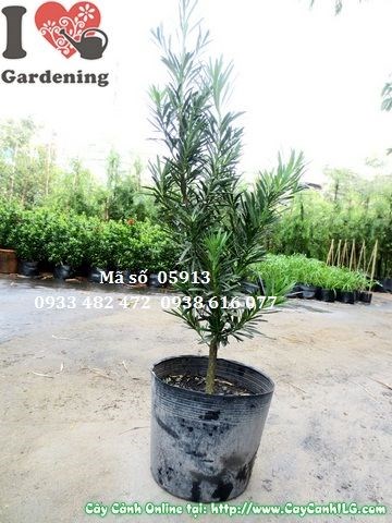 Cây vạn niên tùng cao 0,6m – Ms 05913 – vườn ILG