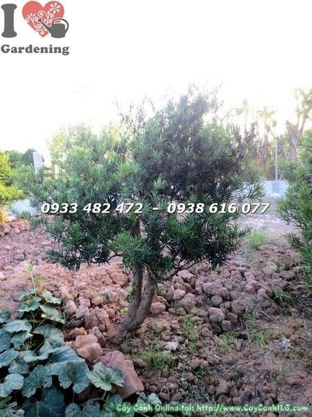 Phôi bonsai vạn niên tùng cắt lùn dáng đẹp - ILG caycanhilg.com
