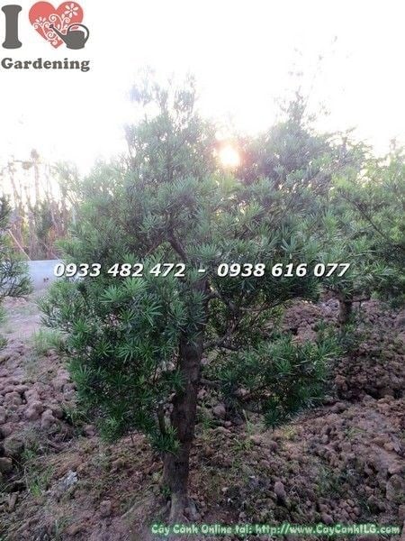 Cành lá xanh mướt của cây vạn niên tùng cắt lùn phôi bonsai