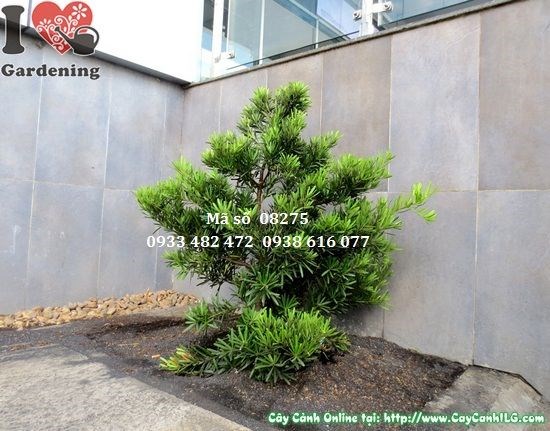 Cây Vạn Niên Tùng Cắt Tròn 1,2m – tổng thể đẹp trong không gian cảnh quan