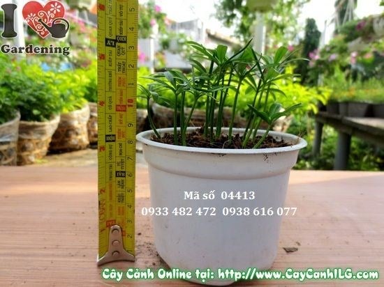 Cây vạn niên tùng con 10cm – dễ chăm, phù hợp trang trí nội thất văn phòng