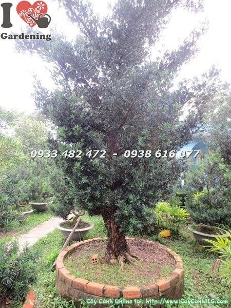 Chi tiết gốc cây Vạn Niên Tùng Cổ Thụ hoành 95cm Ms 22669