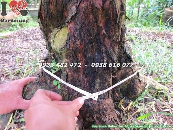 Cây vạn niên tùng cổ thụ số 6 hoành 90cm - tổng thể dáng cây uy nghi